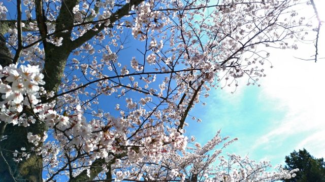 能登の旅行中にお花見するなら七尾市の小丸山公園がおすすめです
